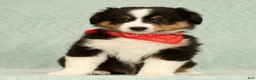 Miniature Australian Shepherd dogs for sale: Carter - Ad 2