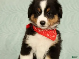 Miniature Australian Shepherd dogs Carter - Ad 2
