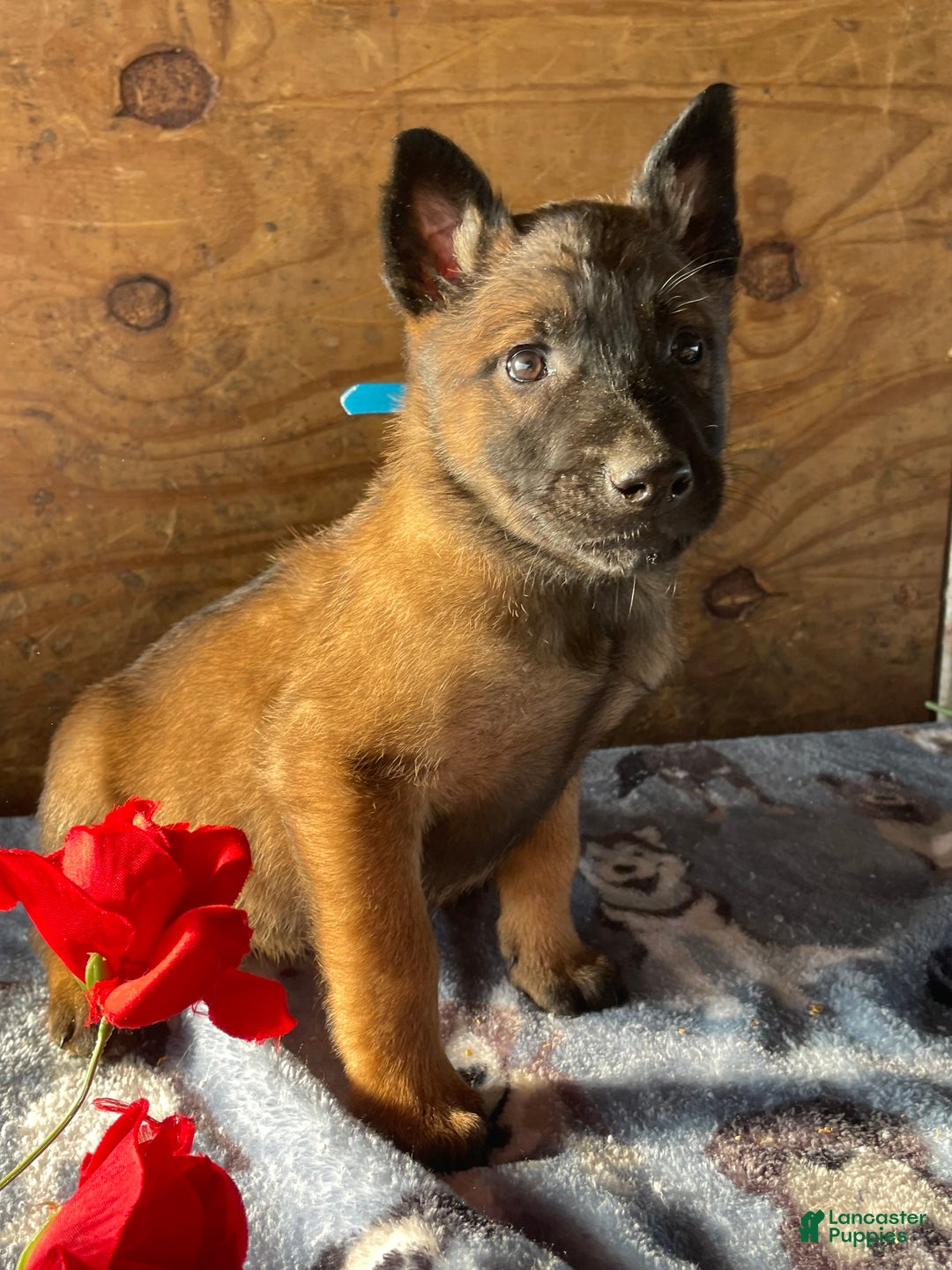 Belgian Malinois dogs for sale: Duke - Ad 4