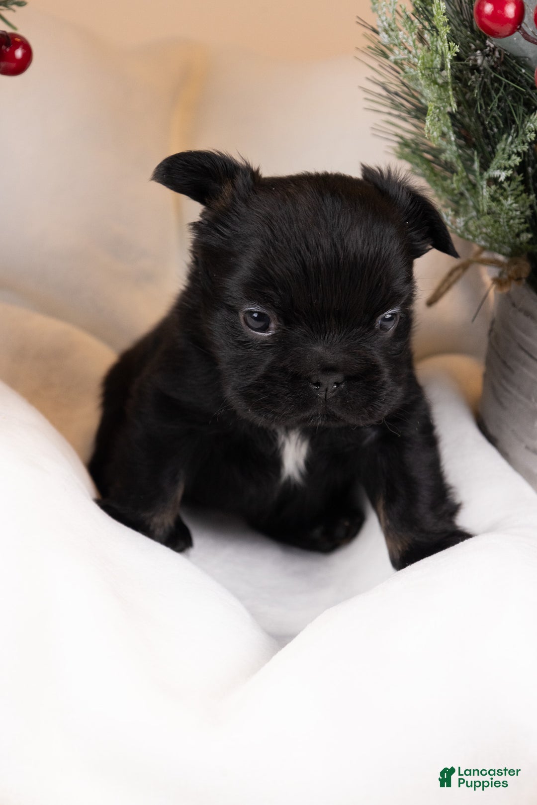 French Bulldog dogs for sale: Teddie -Fulffy Big Rope - Ad 12