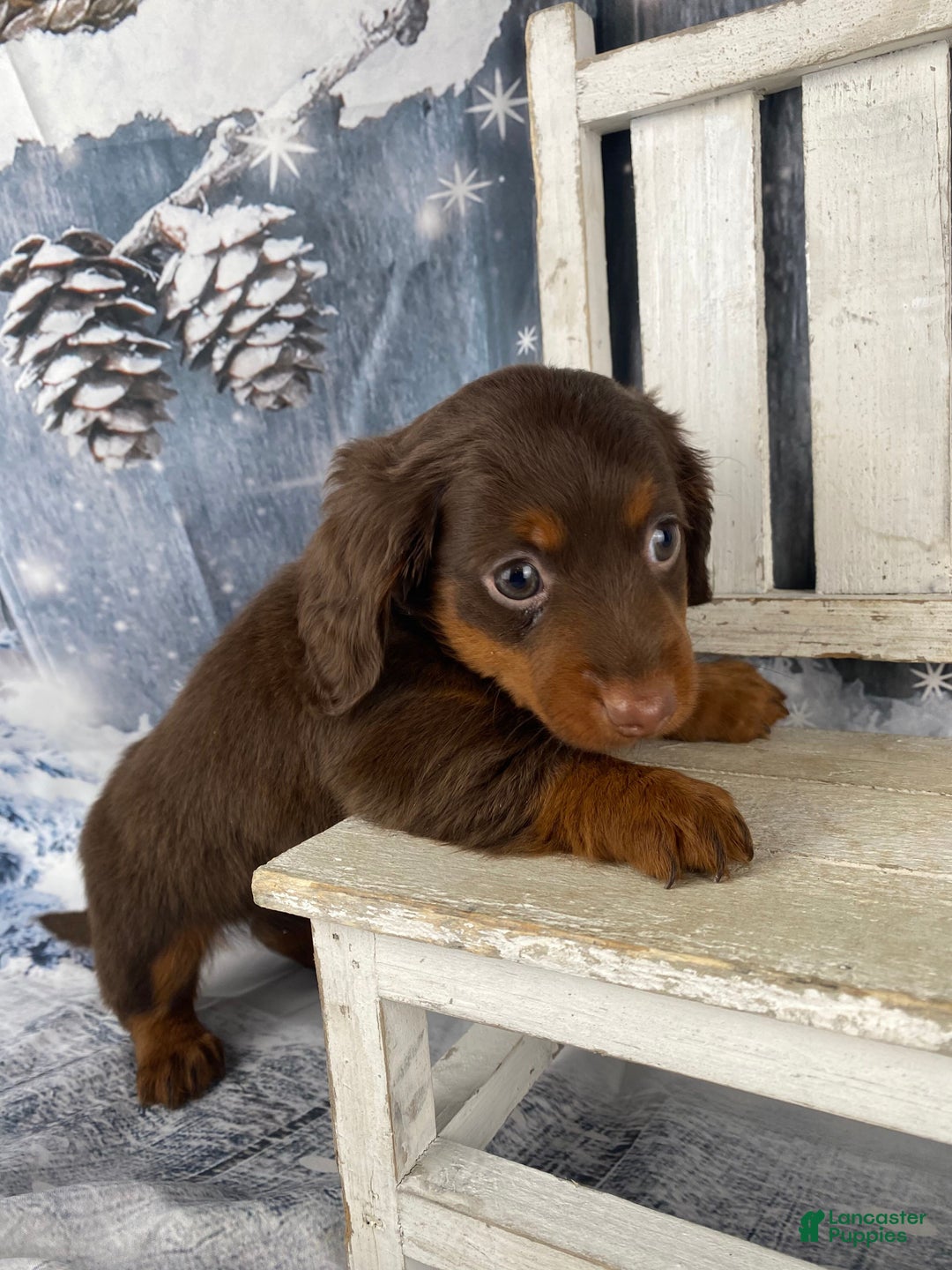 Miniature Dachshund dogs for sale: Phoebe - Ad 11