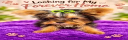 Yorkshire Terrier dogs for sale: Tiffany teacup F - Ad 3