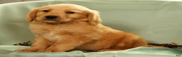 Golden Retriever dogs for sale: Jasper - Ad 7