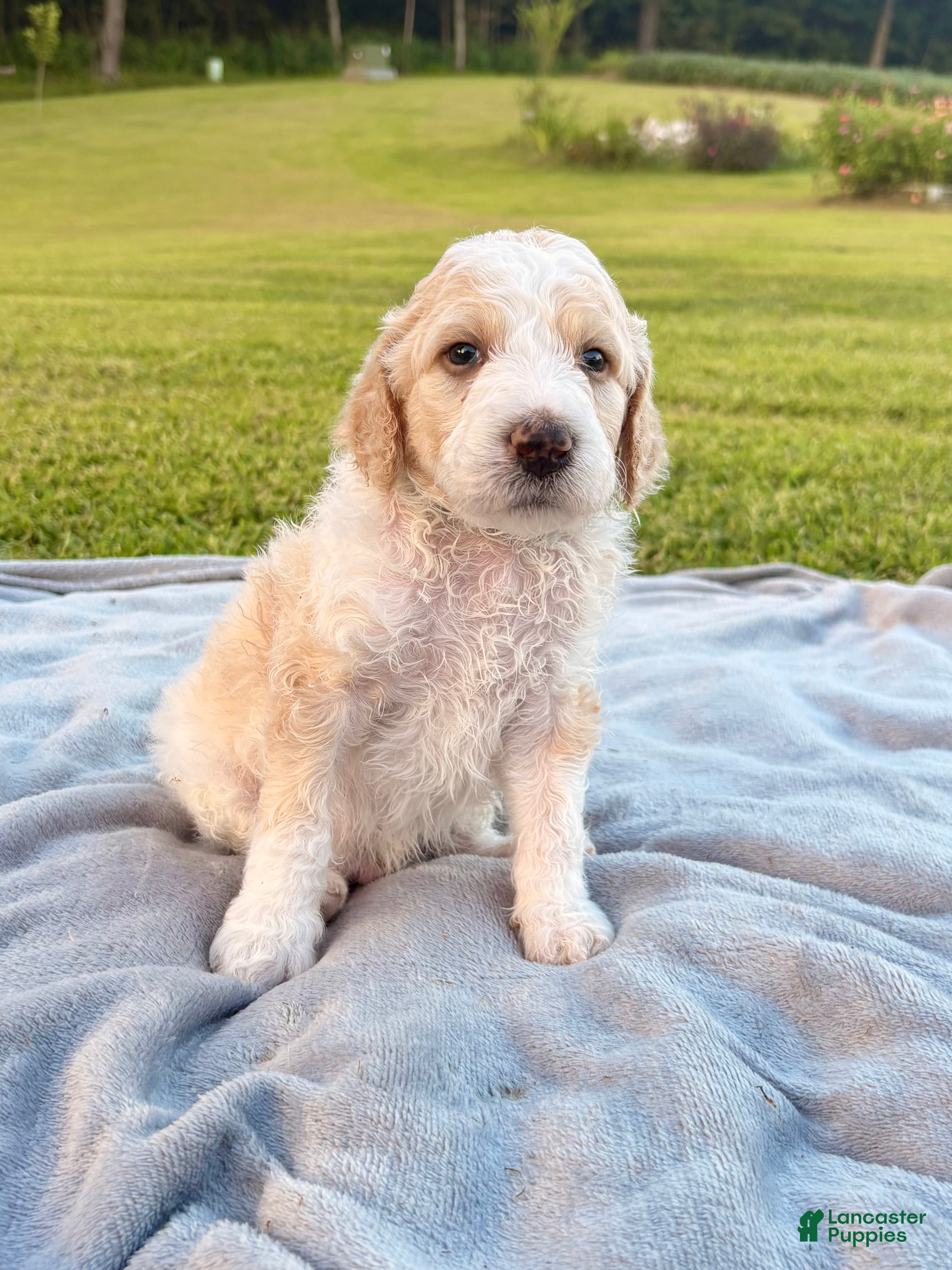 Standard Poodle dogs Blue collar - Ad 1