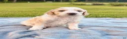 Standard Poodle dogs for sale: Blue collar - Ad 1