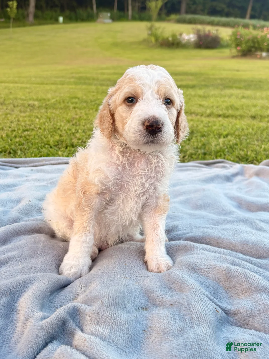 Standard Poodle dogs for sale: Blue collar - Ad 1
