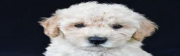 Cavachon dogs for sale: Jordan - Ad 8