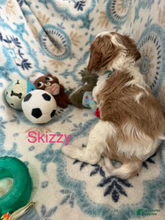 Cavalier King Charles Spaniel dogs Skizzy - Ad 1