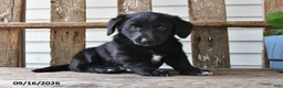 Mixed Breed dogs for sale: Charlotte - Ad 3