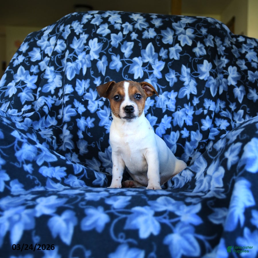 Jack Russell Terrier dogs Arlin - Ad 1