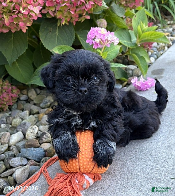Shih Tzu dogs for sale: Kipp - Ad 1