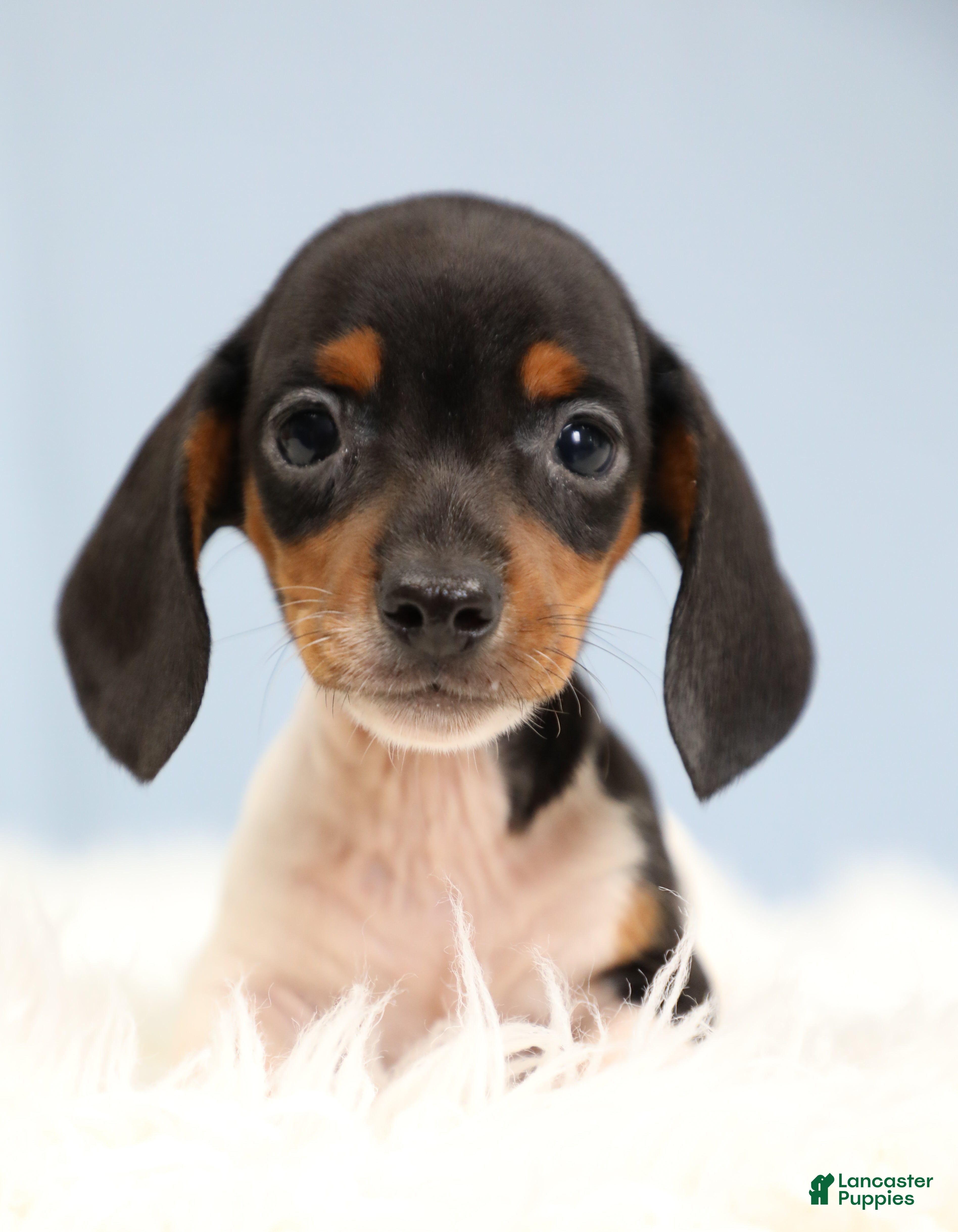 Miniature Dachshund dogs for sale: Rhett 🏈 - Ad 2