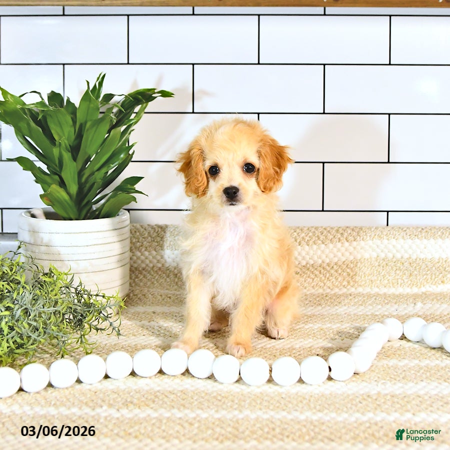 Cockapoo dogs Bandit EXTRA SMALL  - Ad 1