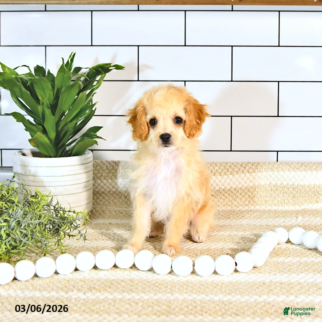 Cockapoo dogs for sale: Bandit EXTRA SMALL  - Ad 1