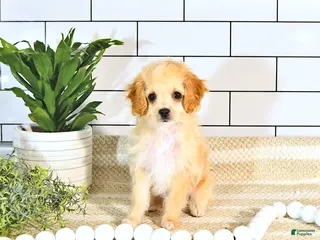 Cockapoo dogs for sale: Bandit EXTRA SMALL - Ad 4