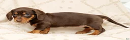 Miniature Dachshund dogs for sale: Fern - Ad 8