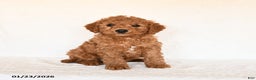 Cavapoo dogs for sale: Sparkey   - Ad 1