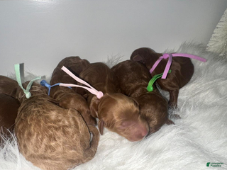 Goldendoodle dogs Girl 1 - Ad 7