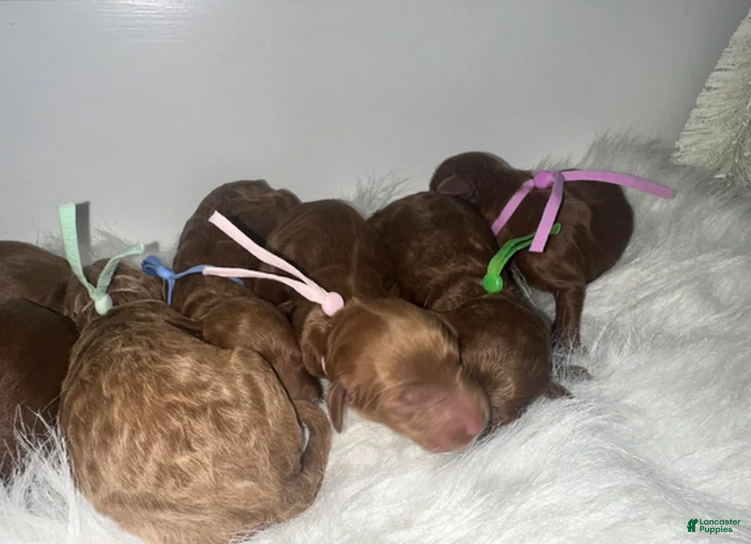 Goldendoodle dogs for sale: Girl 1 - Ad 1