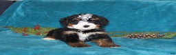 Mini Bernedoodle dogs for sale: Rusty - Ad 2
