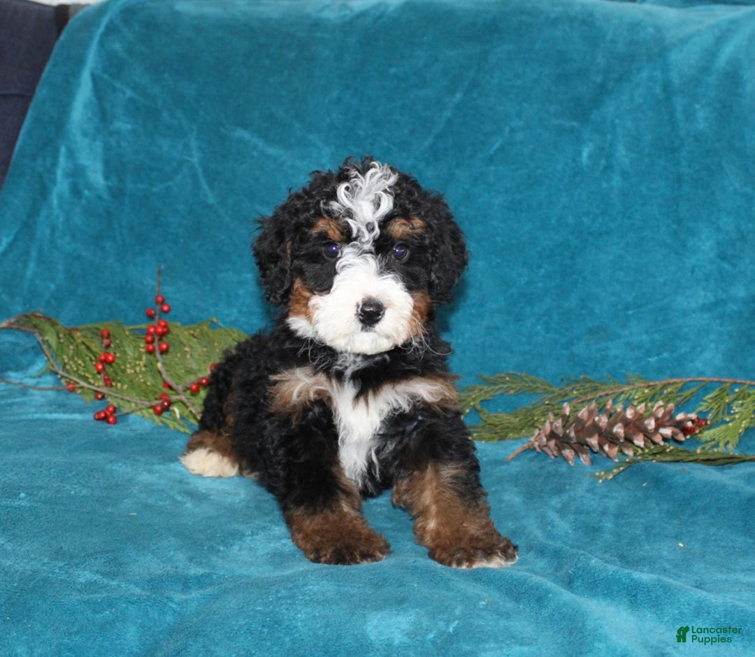 Mini Bernedoodle dogs for sale: Rusty - Ad 2