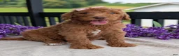 Goldendoodle dogs for sale: Miss Daisy - Ad 4