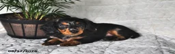 Miniature Dachshund dogs for sale: Little Jim - Ad 4