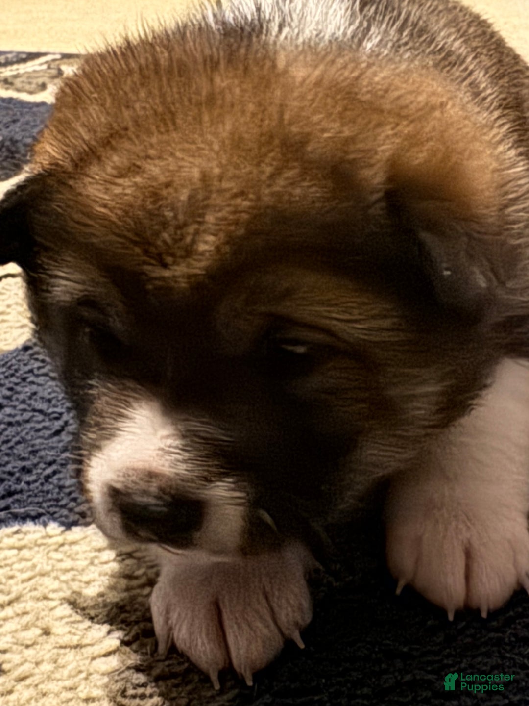 Shiba Inu dogs for sale: Shiba Inu Puppy 3 - Ad 11