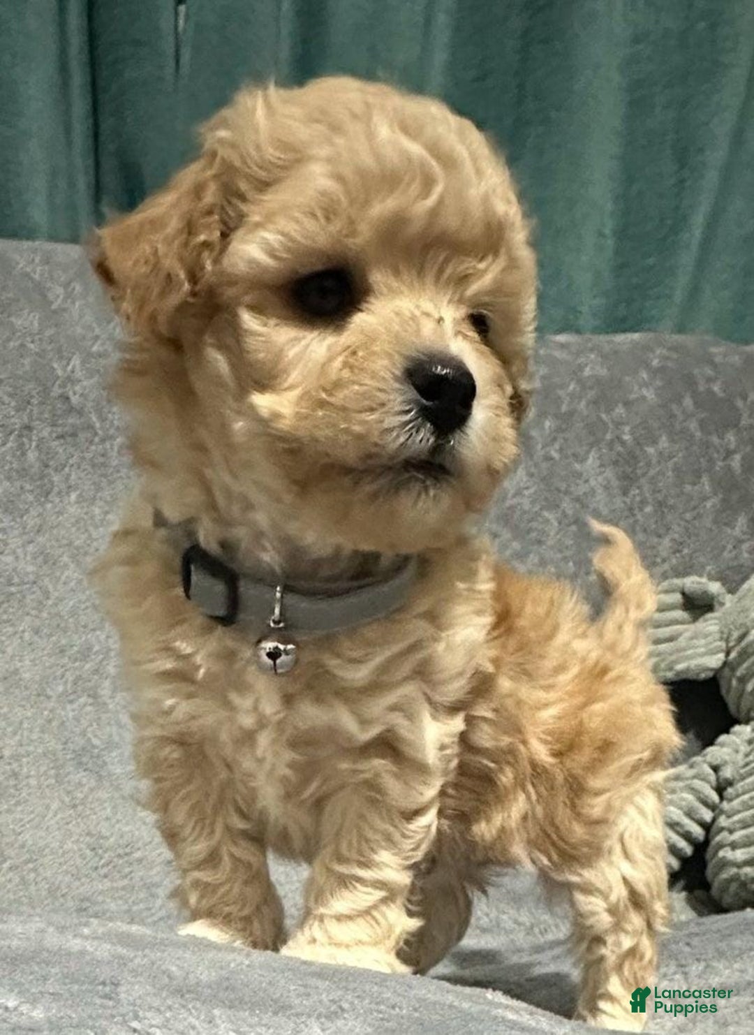 Maltipoo dogs for sale: Lola - Ad 1