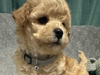 Maltipoo dogs Lola - Ad 22