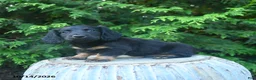 Miniature Dachshund dogs for sale: Finn  - Ad 2