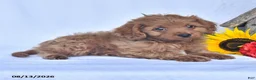 Cavapoo dogs for sale: Alex - Ad 3