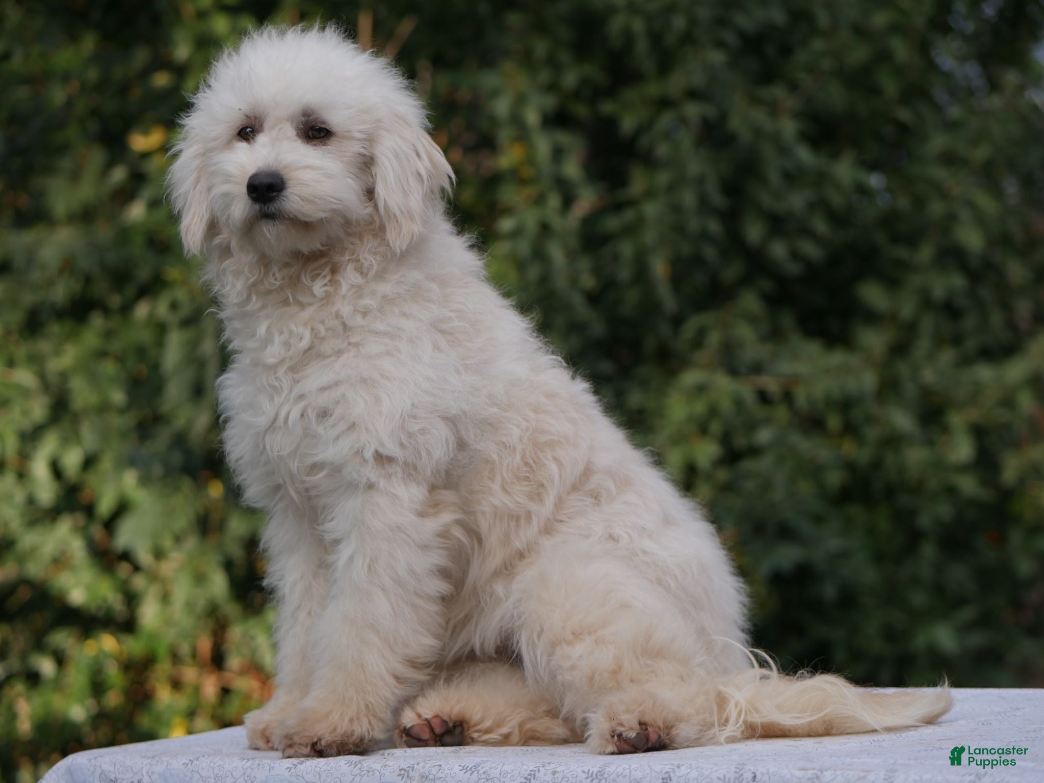 Goldendoodle dogs Buster - Ad 2