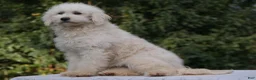 Goldendoodle dogs for sale: Hank - Ad 2