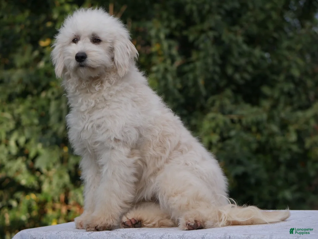 Goldendoodle dogs for sale: Hank - Ad 2
