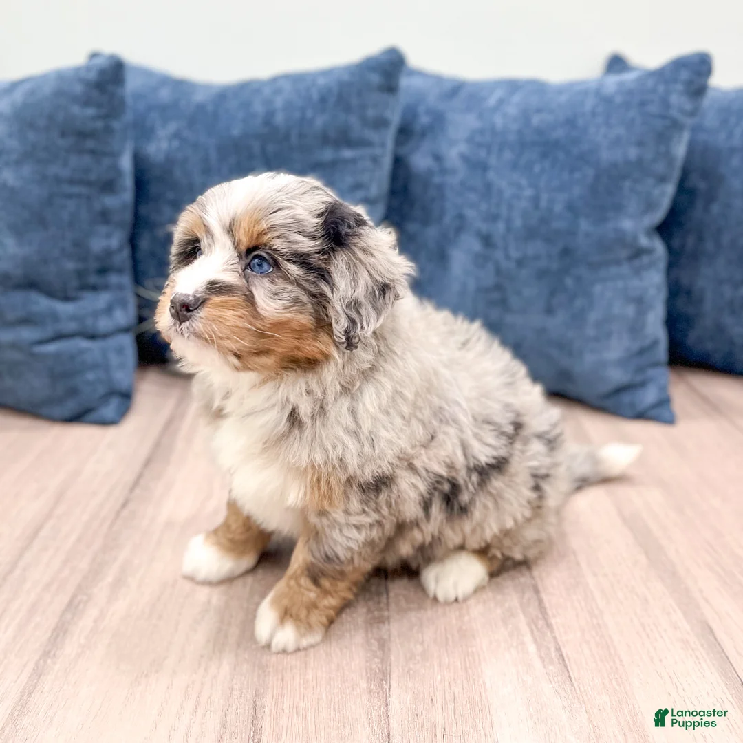 Mini Bernedoodle dogs for sale: Ranger - Ad 6