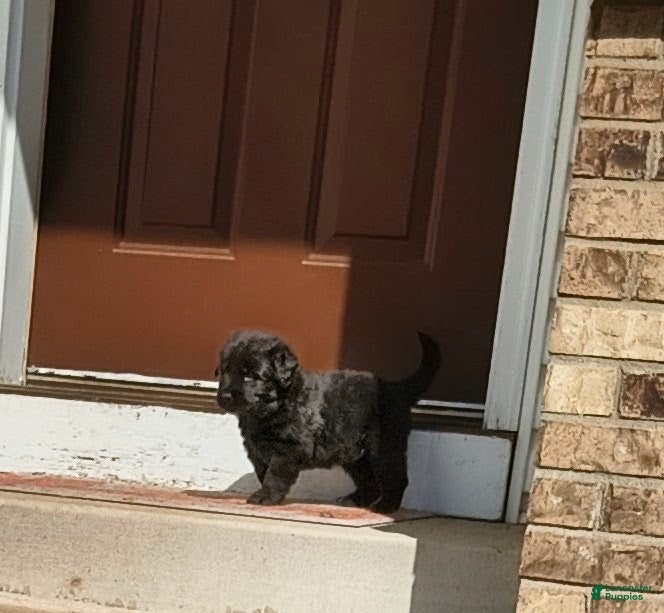 Newfoundland dogs Baby Blue collar  - Ad 5
