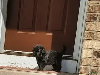 Newfoundland dogs Baby Blue collar - Ad 5