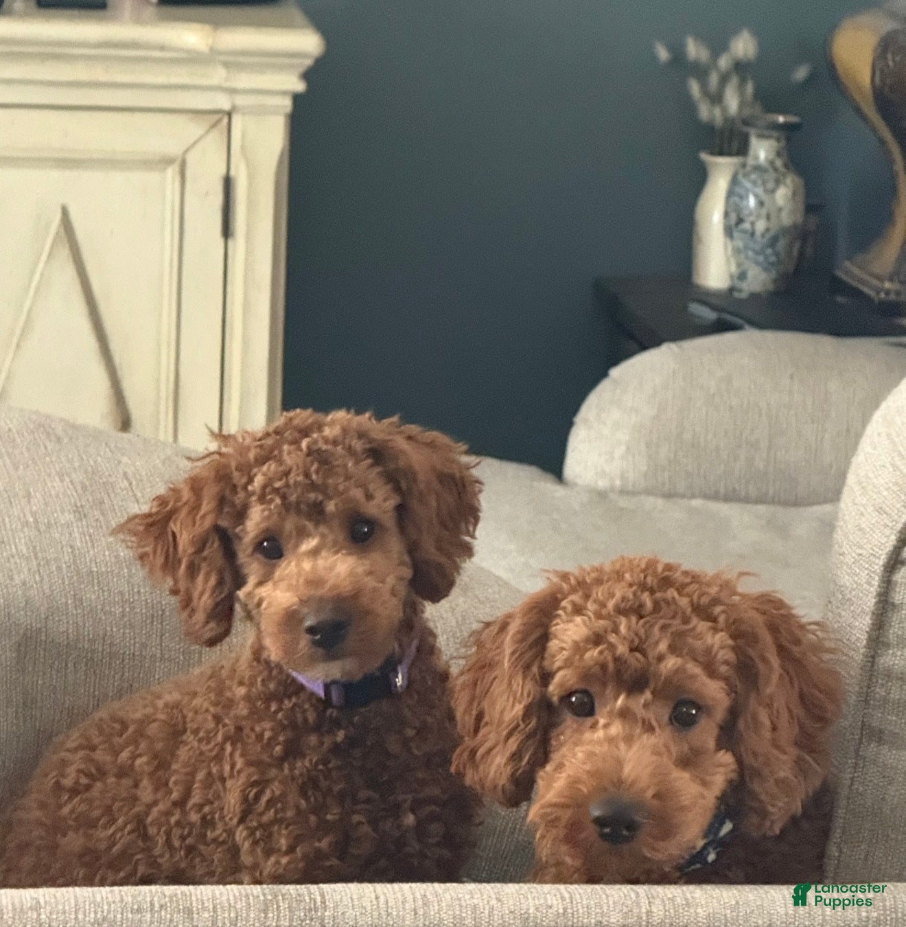 Cavapoo dogs Cavapoo 2 - Ad 2
