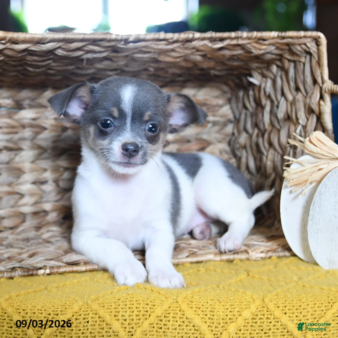Chihuahua dogs for sale: Lola - Ad 3