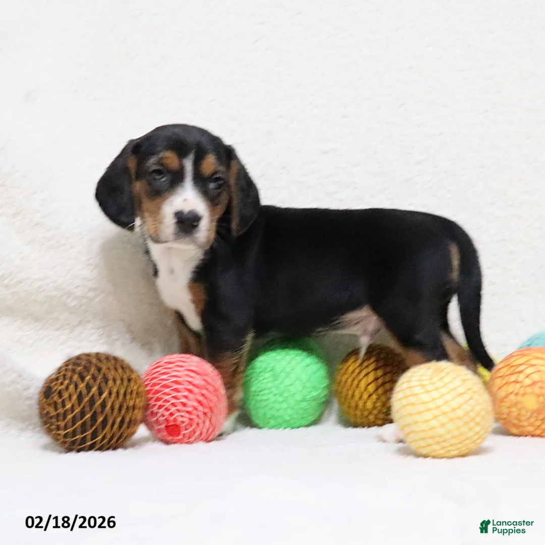 Beagle dogs for sale: Nitro - Ad 4