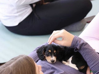 Miniature Dachshund dogs Knuckles - Ad 33