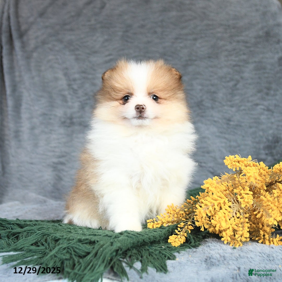Pomeranian dogs for sale: Elsie - Ad 2