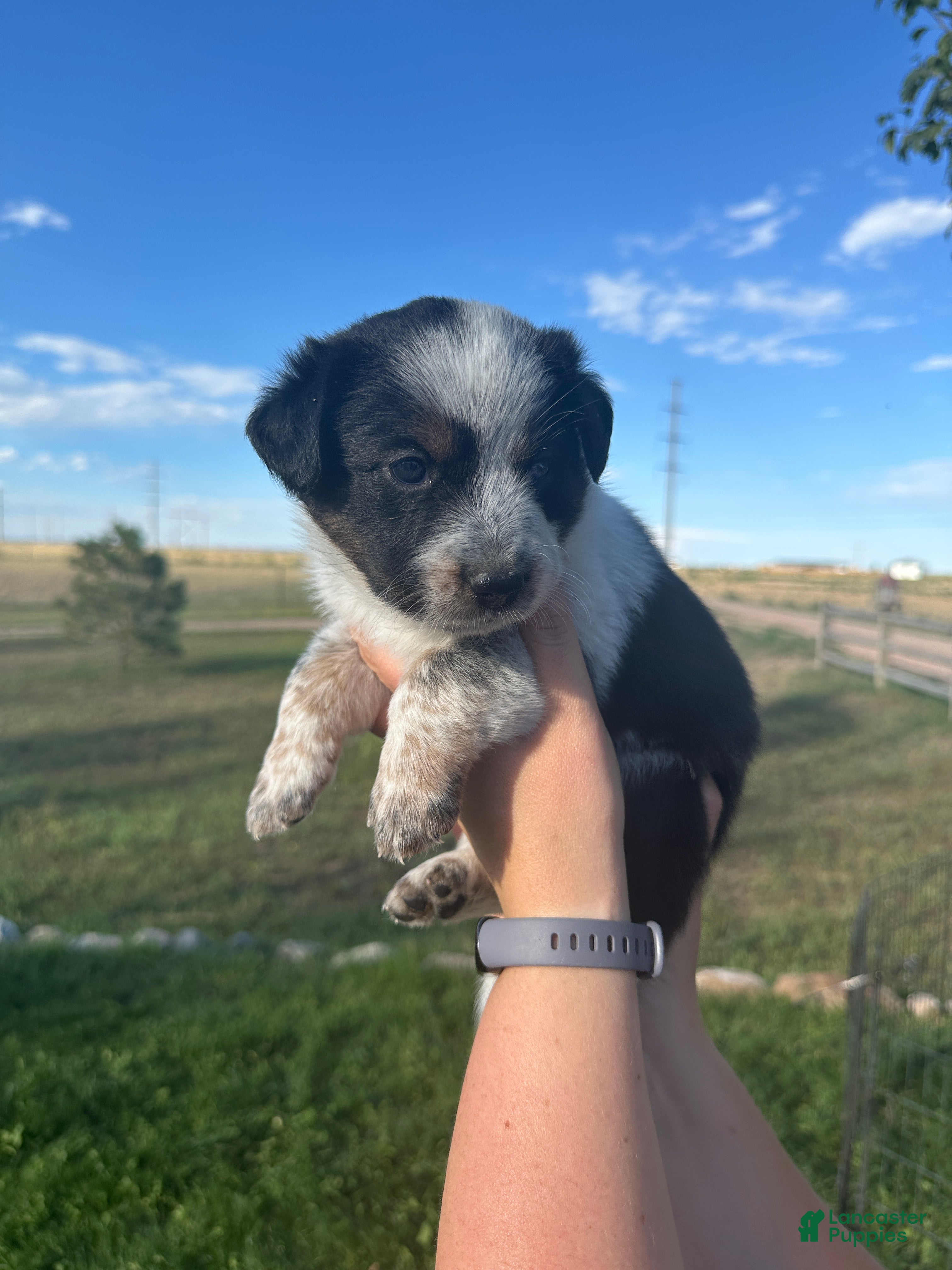 Mixed Breed dogs Tri Girl 4 - Ad 1