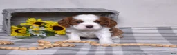 Cavalier King Charles Spaniel dogs for sale: Copper  - Ad 1