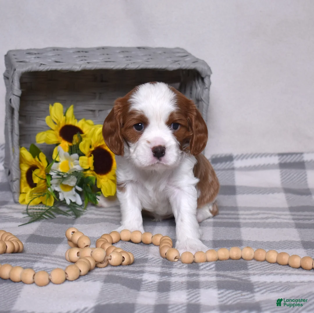 Cavalier King Charles Spaniel dogs for sale: Copper  - Ad 1