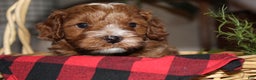 Cavapoo dogs for sale: Jingle - F1B Cavapoo Male - Ad 4