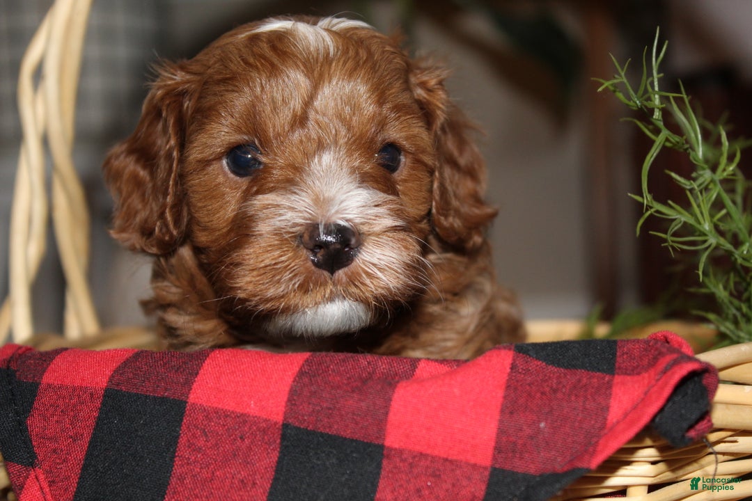 Cavapoo dogs for sale: Jingle - F1B Cavapoo Male - Ad 4