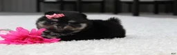 Pomeranian dogs for sale: Tessa - Ad 9