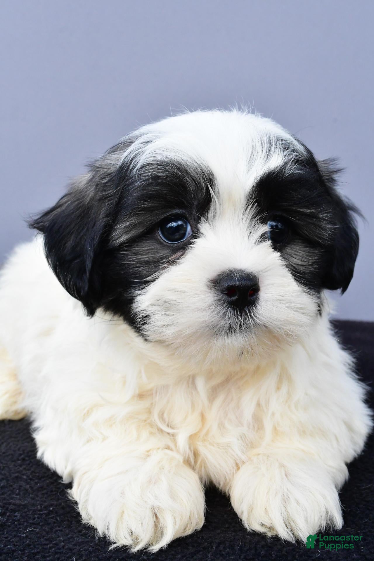 Malshi dogs Josh - Ad 2